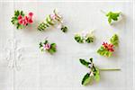 High angle view of variety of edible pelargoniums (geraniums) in bloom on a white linen tabletop