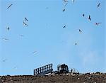 Birds flying over landfill