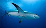 Reef shark swimming underwater