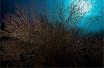 Coral reef in tropical water