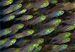 Close up of colorful fish underwater