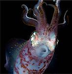 Close up of squid underwater at night