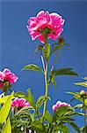 Close up of pink flowers outdoors