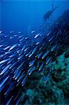 Scuba diver chasing school of fish