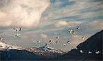 Birds flying over rural landscape