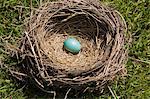 Blue egg in bird's nest