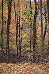 Trees in autumn forest