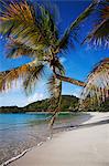 Palm tree leaning over tropical beach