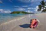 Conch shell on tropical beach