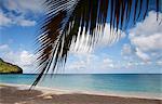 Palm tree hanging over tropical beach