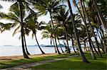 Australia, Queensland, Cairns.  Coconut palms line the beachfront at Palm Cove.