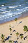 South America, Brazil, Ceara, Aerial view of palm trees on the beach near Fortaleza