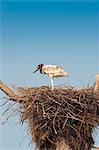 South America, Brazil, Mato Grosso do Sul, a Jabiru storks chick