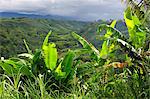 Armenia, Colombia, South America