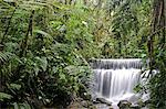 Waterfall in the cloudforest at Sachatamia, Ecuador