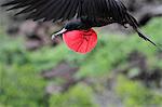 Male great frigatebird in flight, Genovesa, Galapagos Islands, Ecuador