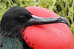 Portrait of male great frigatebird, Genovesa, Galapagos Islands, Ecuador