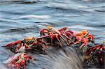 Sally lightfoot crabs feeding on wave swept rocks, Fernandina, Galapagos Islands, Ecuador