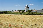 France, Charente Maritime, Ile de Re.  View across a field of wildliflowers, daisies and poppies towards an old windmill now converted into a house outside the village of Ars en Re.