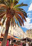 France, Provence, Nimes, Palm tree in town square