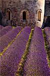 Blooming field of Lavender , Lavandula angustifolia, in front of Senanque Abbey, Gordes, Vaucluse, Provence Alpes Cote dAzur, Southern France, France
