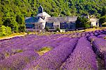 Blooming field of Lavender , Lavandula angustifolia, in front of Senanque Abbey, Gordes, Vaucluse, Provence Alpes Cote dAzur, Southern France, France