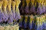 Blooming field of Lavender , Lavandula angustifolia, Vaucluse, Provence Alpes Cote dAzur, Southern France, France