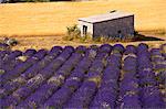 Blooming field of Lavender , Lavandula angustifolia, Vaucluse, Provence Alpes Cote dAzur, Southern France, France