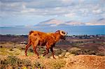 Greece, Kos, Southern Europe. A goat surrounded by typical scenery on the island