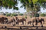 A herd of elephants and baboons in Tsavo East National Park.