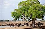 A herd of elephants at a waterhole in Tsavo East National Park.