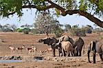 Elephants and Kongoni at a waterhole in Tsavo East National Park.