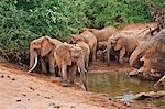 Elephants at a small waterhole in Tsavo East National Park.