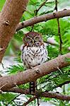 A diminutive Pearl spotted Owlet in Tsavo East National Park.