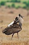 A male Kori Bustard displaying in Tsavo East National Park.