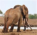 A large bull elephant at a waterhole in Tsavo East National Park.