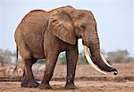 A large bull elephant at a waterhole in Tsavo East National Park.