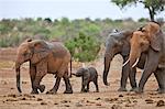 Mud spattered Elephants leaving a waterhole in Tsavo East National Park with a baby trying to grasp the tail of the elephant in front of it.