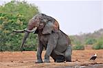 A large bull elephant emerging from a mud wallow in Tsavo East National Park watched by an African Fish Eagle.