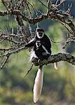 Beautiful Guereza Colobus monkeys, commonly known as the black and white Colobus, in the Aberdare National Park.