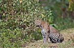 A pregnant female leopard in the Aberdare National Park.