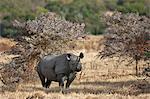 A black rhino in thorn scrub country.