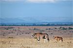 A female Beisa oryx and calf.