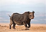 A black rhino turns ready to charge. Although the senses of smell and hearing of these endangered animals are acute, their eyesight is very poor.