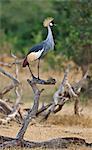 An attractive Grey Crowned Crane standing on the branch of a dead tree.