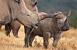 A White Rhino with a split horn and her calf.