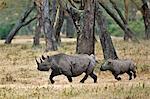 A black rhino and her calf run through open woodland. Solio, Kenya.