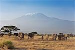 Elephants with a backdrop of Mount Kilimanjaro, Africas highest snow capped mountain.