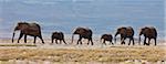 Elephants cross the plains at Amboseli with the foothills of Mount Kilimanjaro in the background.