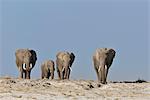 Elephants cross the dusty plains at Amboseli.